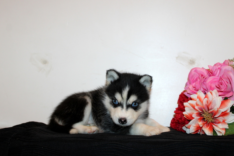 puppy, for, sale, Pomsky, Matthew B. Stoltzfus, dog, breeder, Gap, PA, dog-breeder, puppy-for-sale, forsale, nearby, find, puppyfind, locator, puppylocator, aca